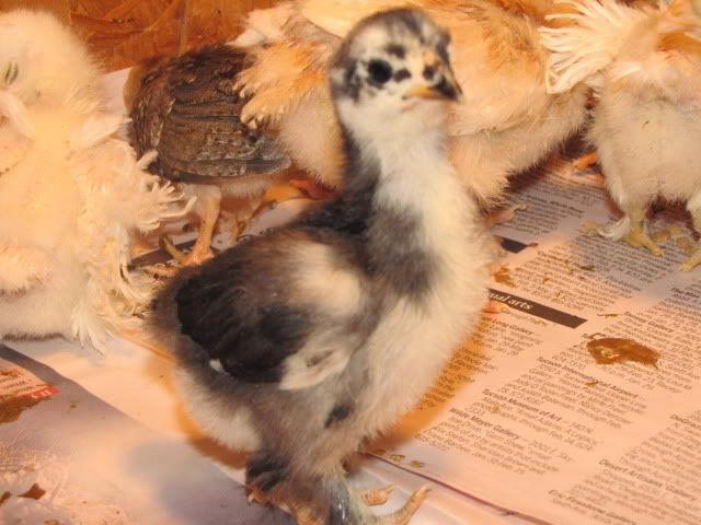 chickensss015.jpg