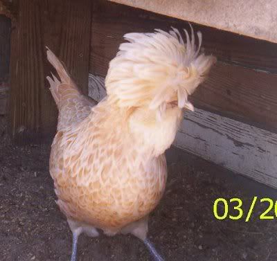 polishhen1.jpg