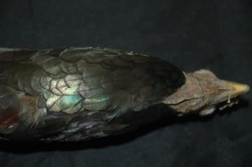 DSC_7031.jpg