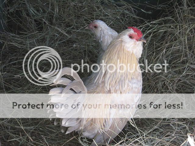 IMG_1715.jpg