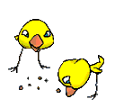 pecking-chicks1.gif