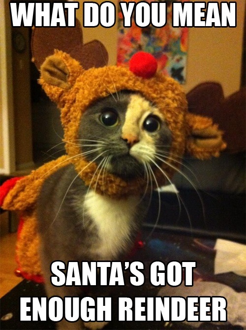 reindeercat.JPG