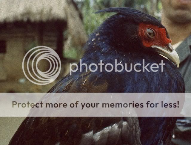 imperial_pheasant_1_cr.jpg