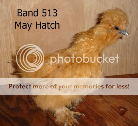salechicks024.jpg