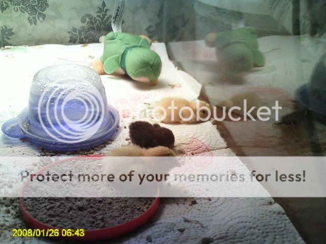 PICT0100.jpg
