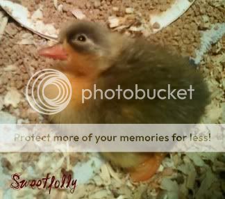 BlueBibbedCallDuckling.jpg