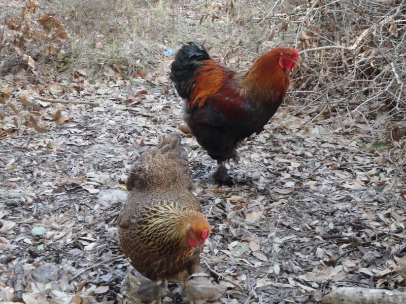 Chickens_2011008.jpg