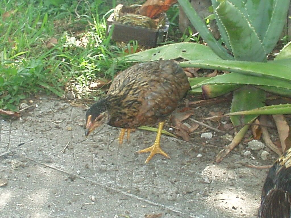 05-06-08chickens006.jpg