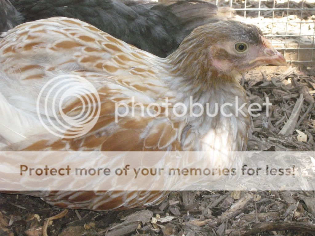 Chickens14and10weeks060.jpg