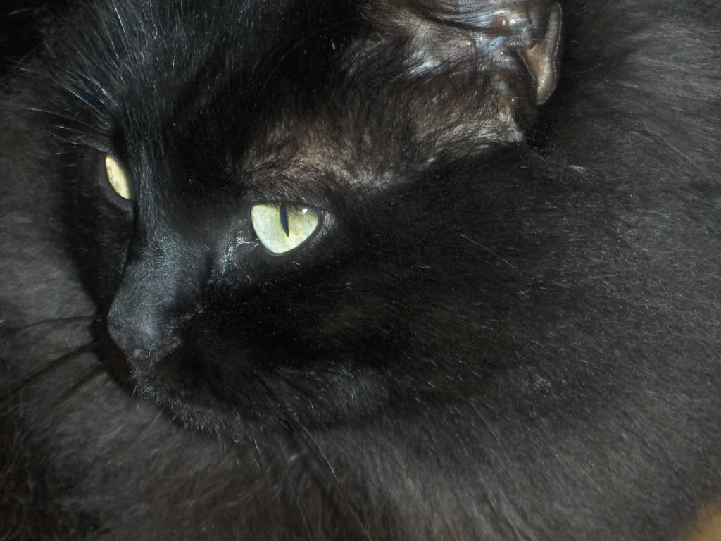 macrofarmcritters010.jpg