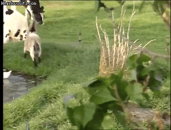UxdaEKh.gif