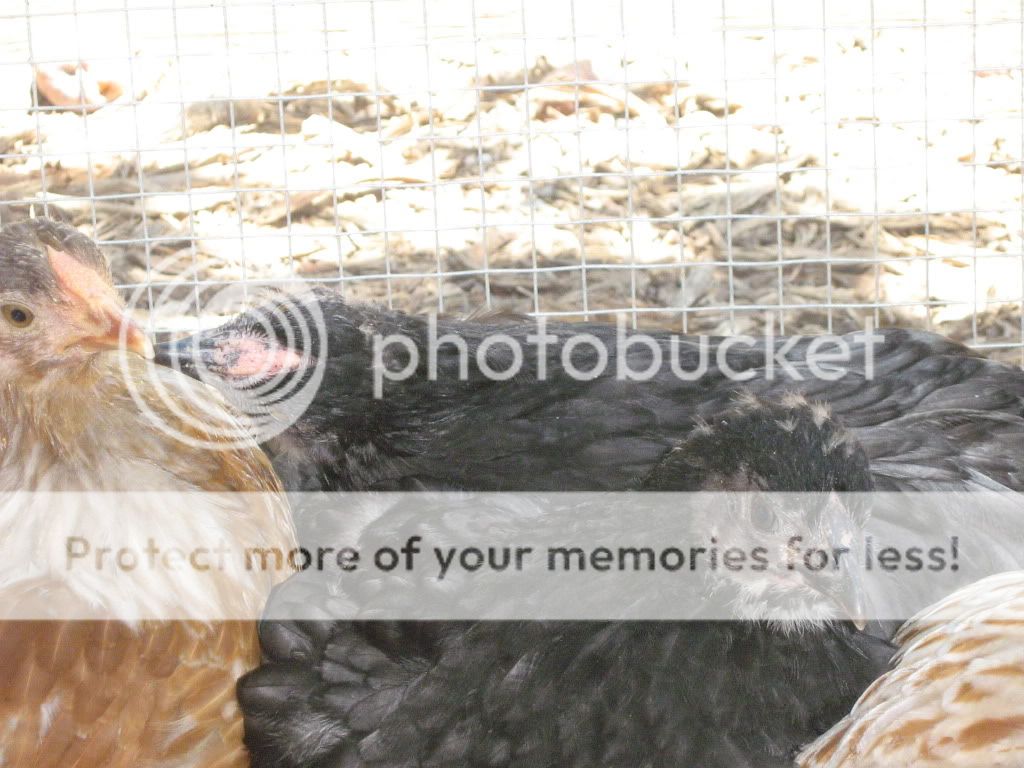 Chickens14and10weeks068.jpg