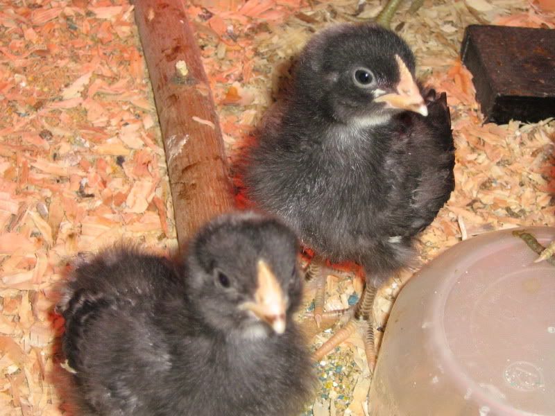 Chicks092.jpg