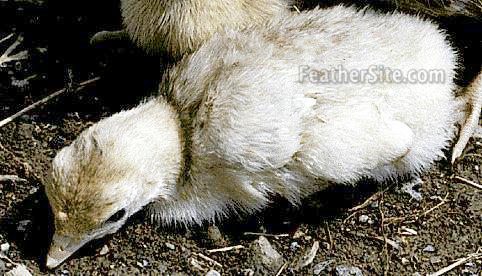 BuffPoult.JPEG