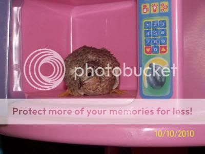 intheoven.jpg