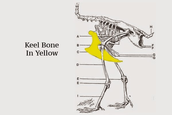 Keel%2BBone.jpg