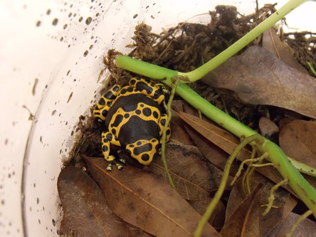 2011_0214newt0007.jpg