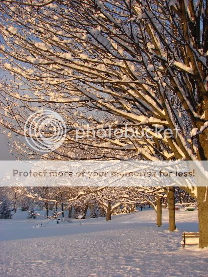 snowytrees.jpg