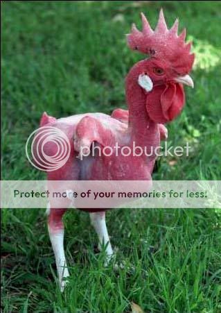 chicken3.jpg
