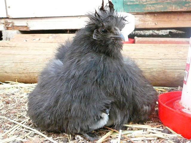 Badhairday.jpg