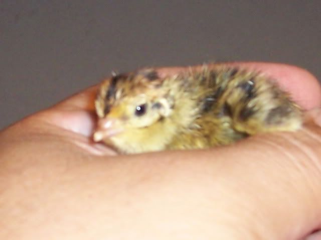 106_0705.jpg