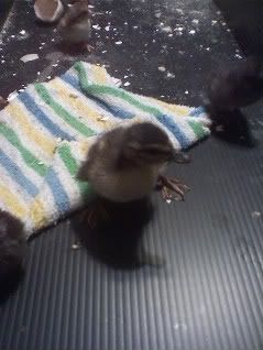 duckling2.jpg