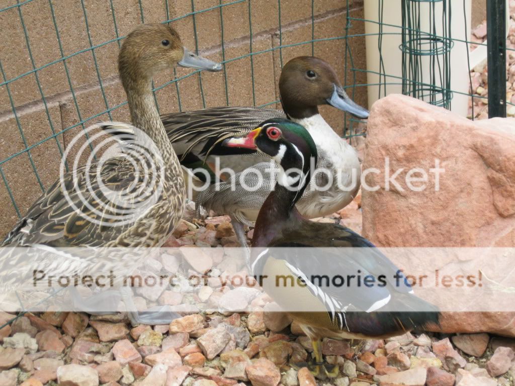 IMG_0052.jpg