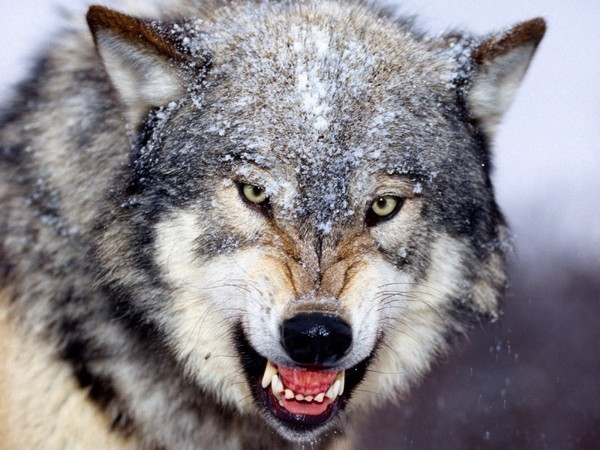 snarling-wolf-referance.jpg