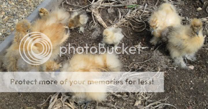 silkies3.jpg