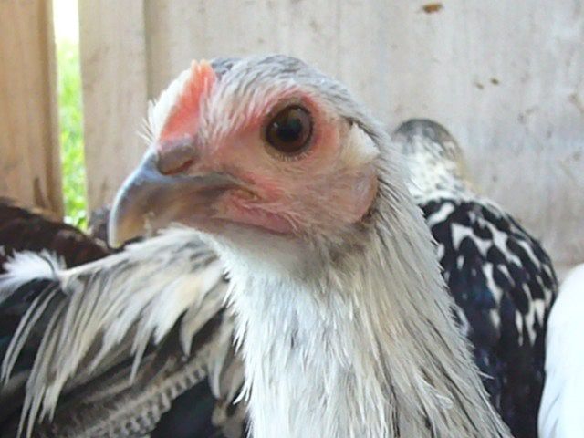SilverPhoenixp13wks.jpg