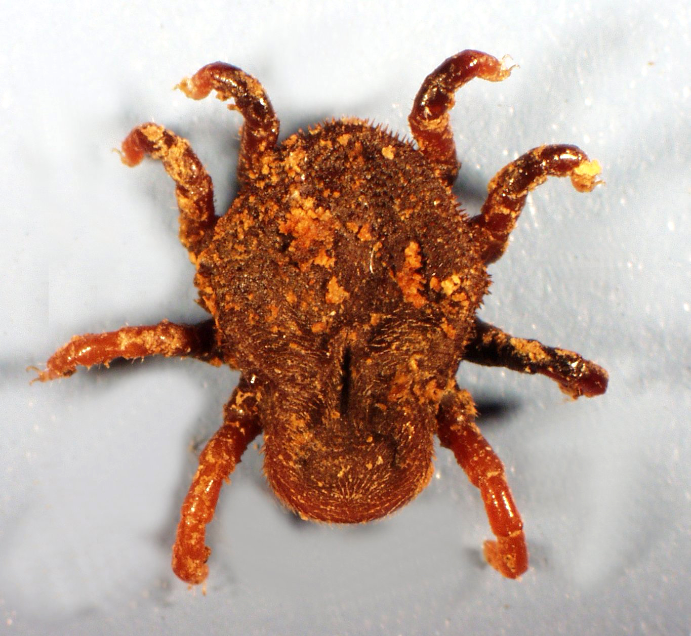 FIGotobius-nymph.jpg