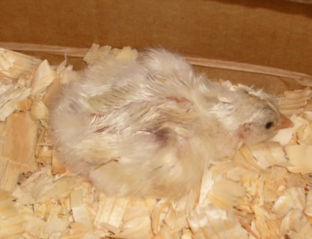 pipandhatchFeggs058.jpg