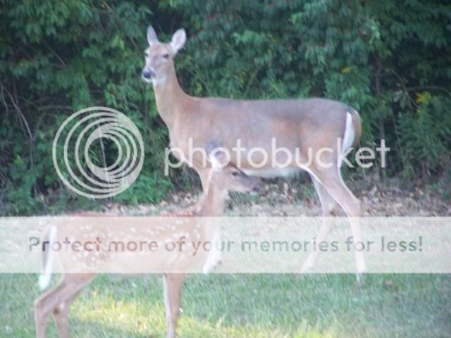 deer2010.jpg