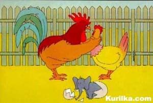 funnychickens.jpg