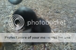 imagejpeg_2_12.jpg