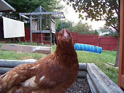 100_3176.JPG"