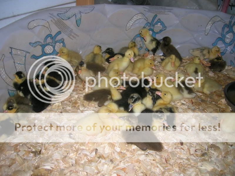 DSCN3403.jpg