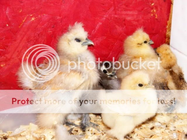 oddnessandchickens016.jpg
