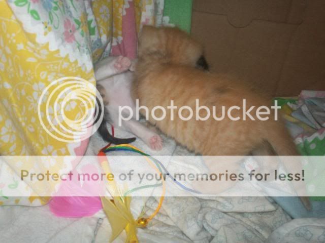 Easter2011kittens059.jpg