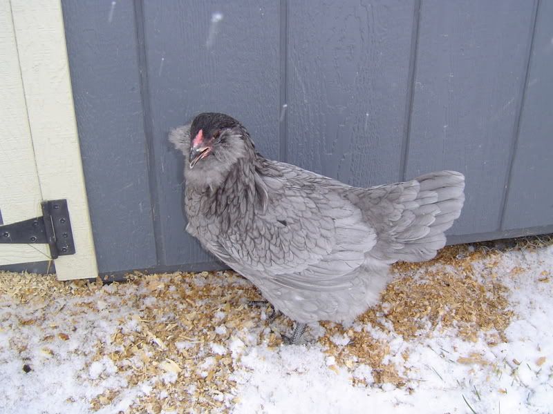 Chickens07006.jpg