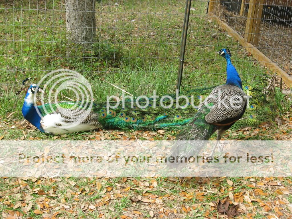 IMG_5071.jpg