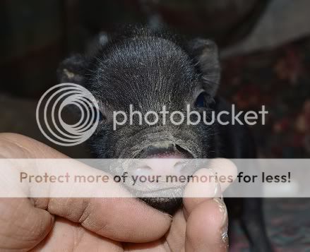 blackfrontsocksboar.jpg