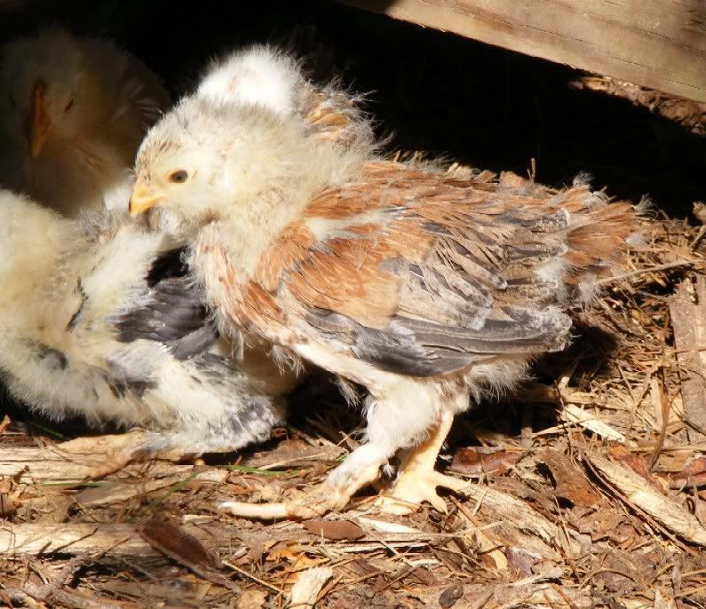 Chicks101809021.jpg