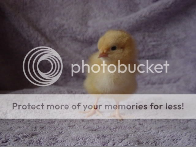Miscpics048.jpg