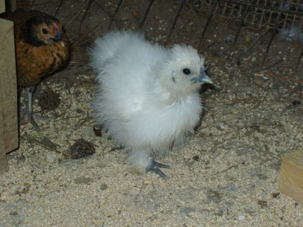 chickins018.jpg