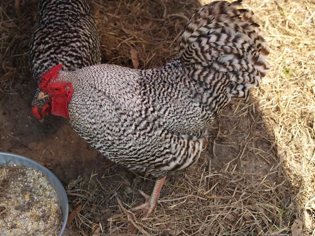 Bantams012.jpg