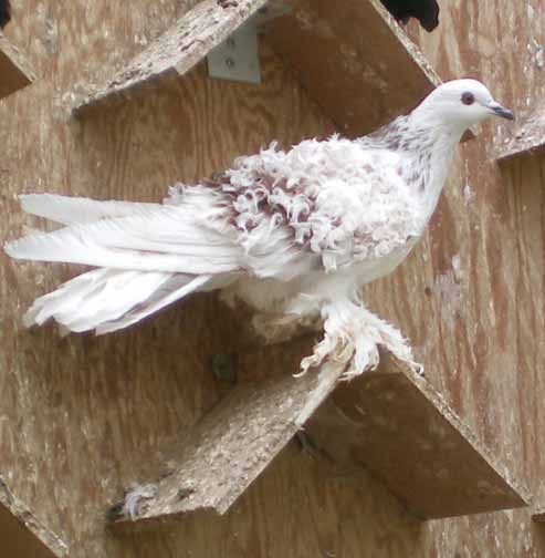 Ash-Red-hen-web.jpg