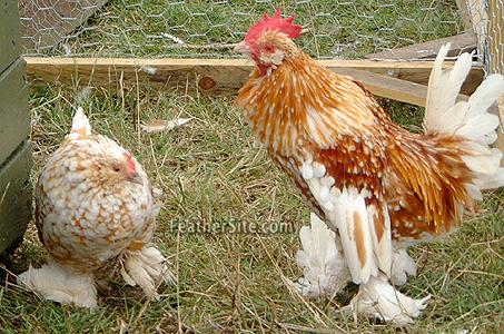 BuffMottleddUccles.JPEG