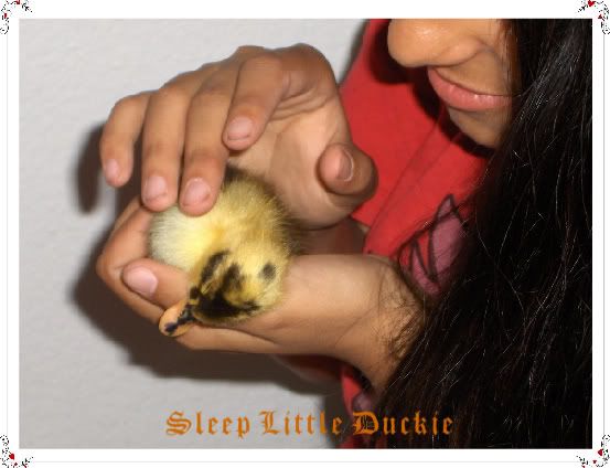 Chynduckie3-1.jpg
