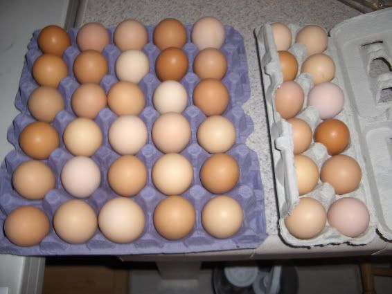 Eggs4.jpg